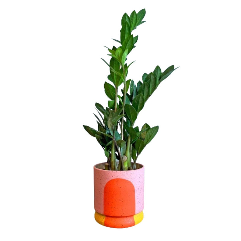 SCAAC* Pastel Portal Planters - the Geraldine - Vases & Planters - Feliz Modern