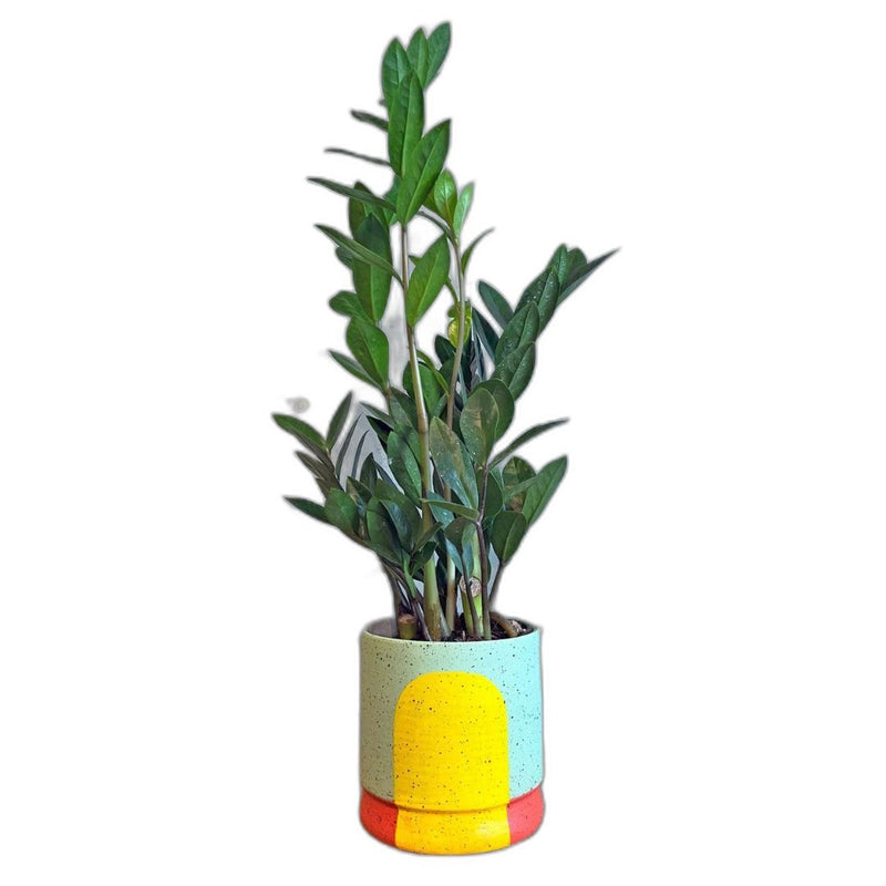 SCAAC* Pastel Portal Planters - the Betty - Vases & Planters - Feliz Modern