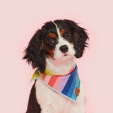 TFD* Over the Rainbow Dog Bandana -  - Pets - Feliz Modern