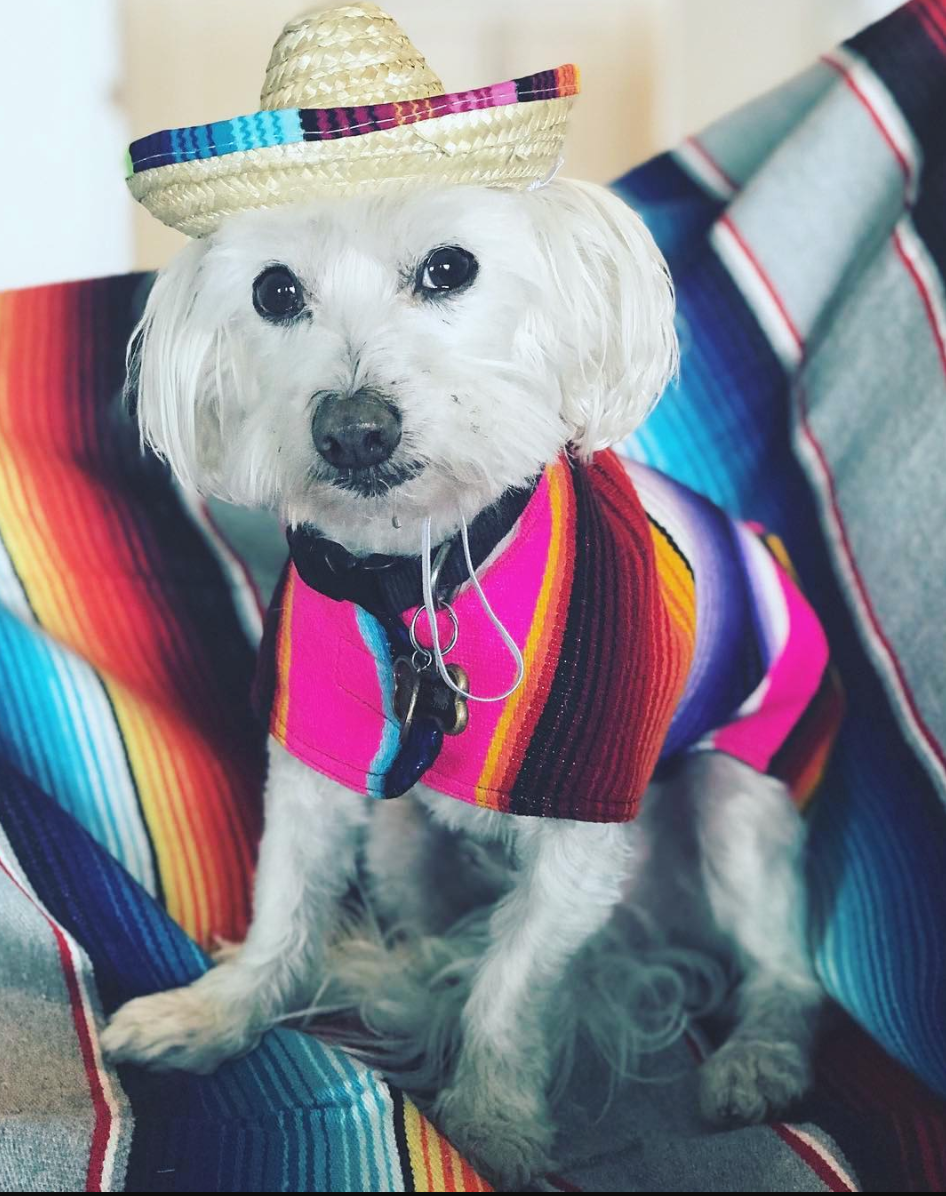 BAP Pet Sombrero