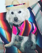 BAP Pet Sombrero -  - Pets - Feliz Modern