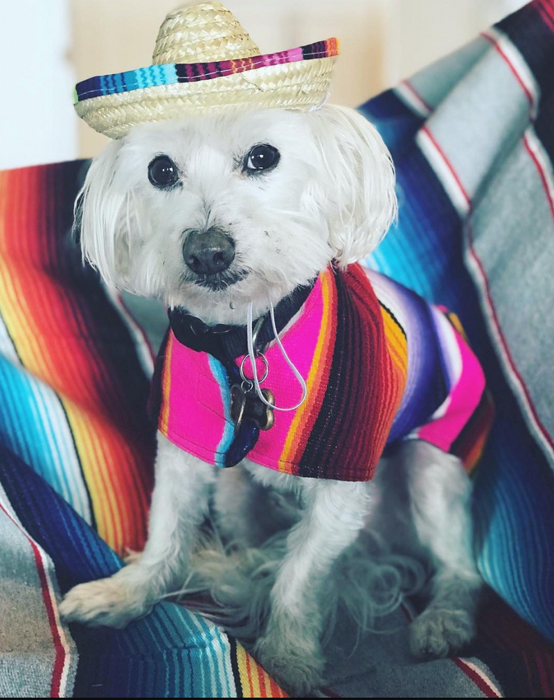 BAP Pet Sombrero