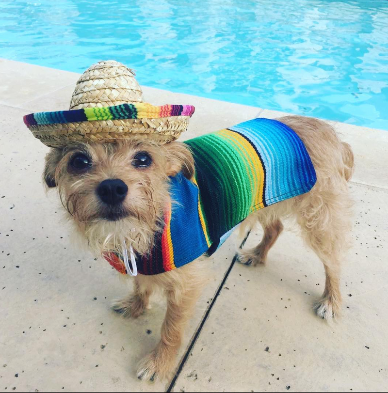 Dog sombrero sales