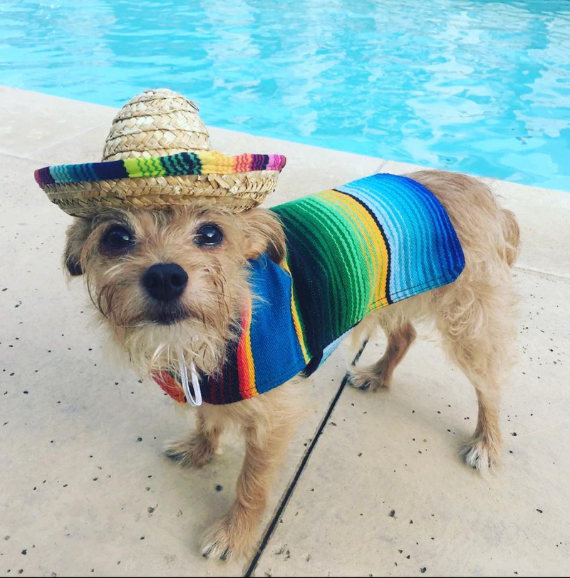 Dog Sombrero Hat Pet Serape Poncho Costume Multicolor Funny Dog