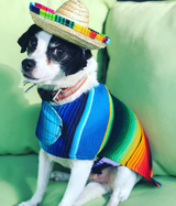 BAP Pet Sombrero -  - Pets - Feliz Modern