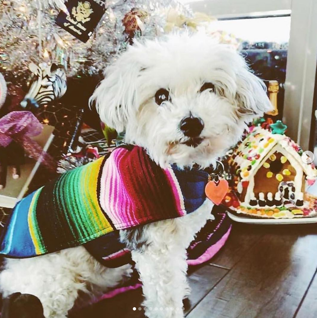 Serape dog coat hot sale