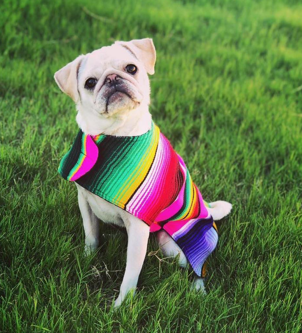 Mexican dog sweater shop