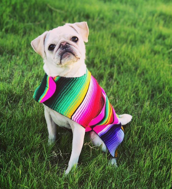 BAP Serape Dog Poncho -  - Pets - Feliz Modern