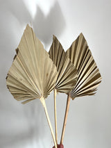 SLV* Dried Palm Floral Decor (Curbside & In-Store Only) - Natural - Palm Spear - Decor Objects - Feliz Modern