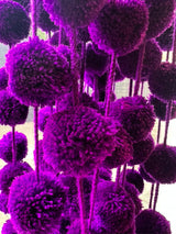 DAI Single Colored Pom Strand - Purple - Garlands - Feliz Modern